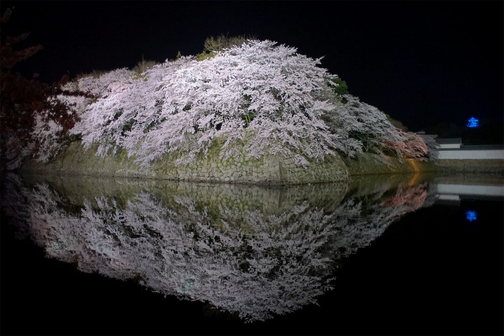 ブルーライトの彦根城と桜