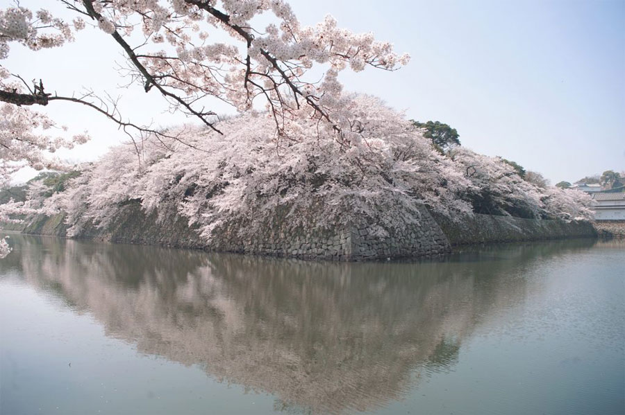 19年 彦根城の桜の開花状況が写真でわかるサイトと名所の穴場スポットをご紹介 一眼フォト