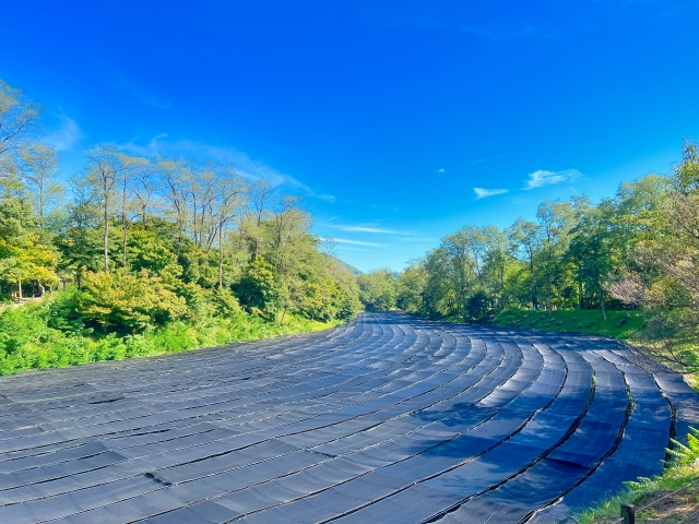 安曇野わさび田