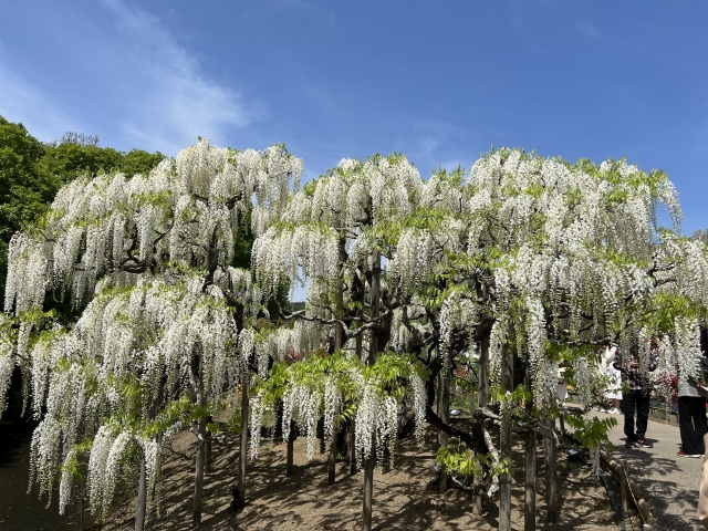 足利フラワーパーク