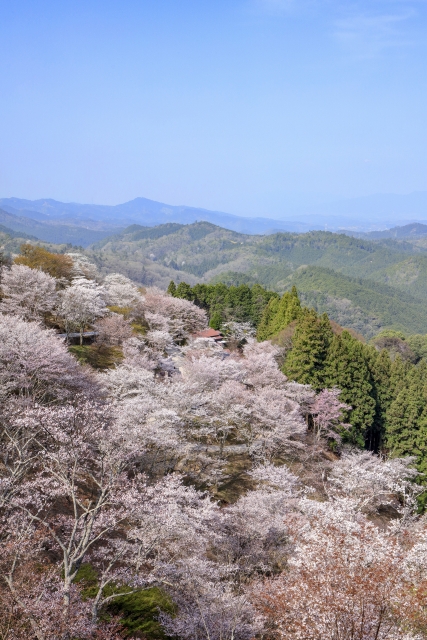 吉野山の桜