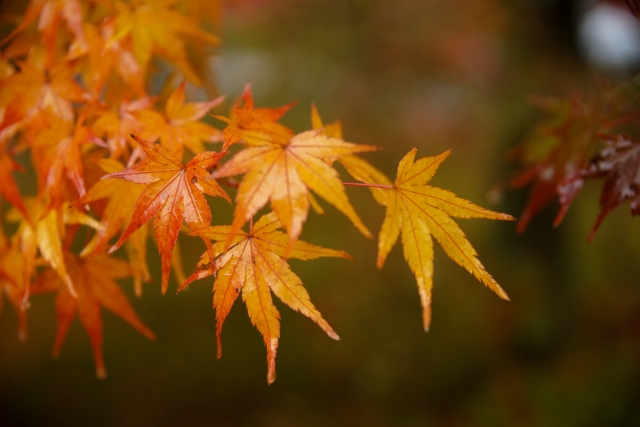 東福寺の通天橋