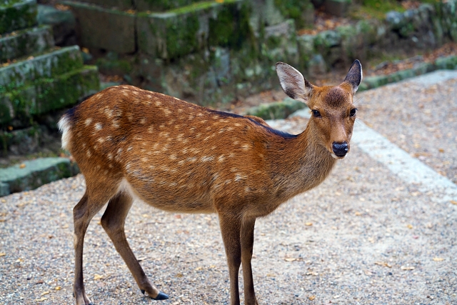 奈良公園の鹿