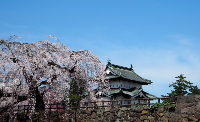 弘前城の桜