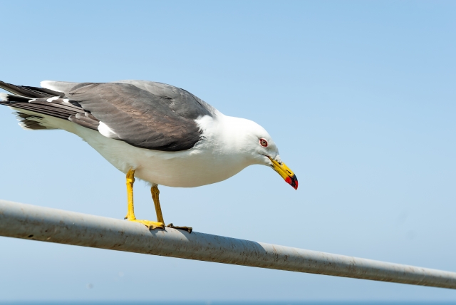 蕪島ウミネコ繁殖地