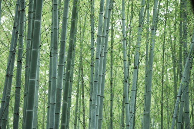 嵐山の竹林の小径