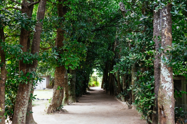 備瀬のフクギ並木